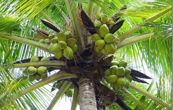 Coconut tree 9...